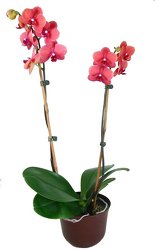 Phalaenopsis orchid plant  -A local Pittsburgh florist for flowers in Pittsburgh. PA