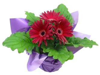 Gerbera daisy  -A local Pittsburgh florist for flowers in Pittsburgh. PA