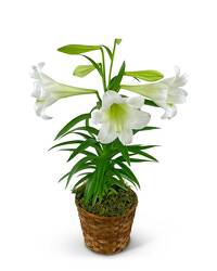 Easter Lily In Basket -A local Pittsburgh florist for flowers in Pittsburgh. PA