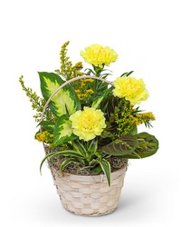 Dish Garden with Yellow Florals -A local Pittsburgh florist for flowers in Pittsburgh. PA